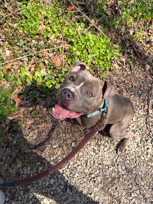 View Marlow the Dog Photo #4