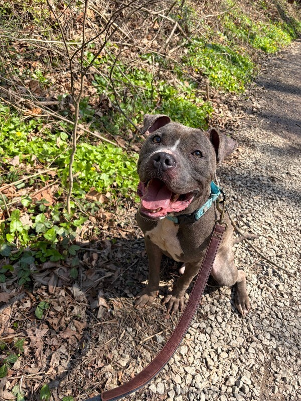 View Marlow the Dog Photo #3