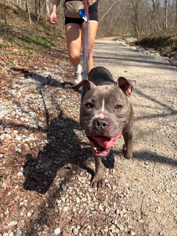 View Marlow the Dog Photo #2