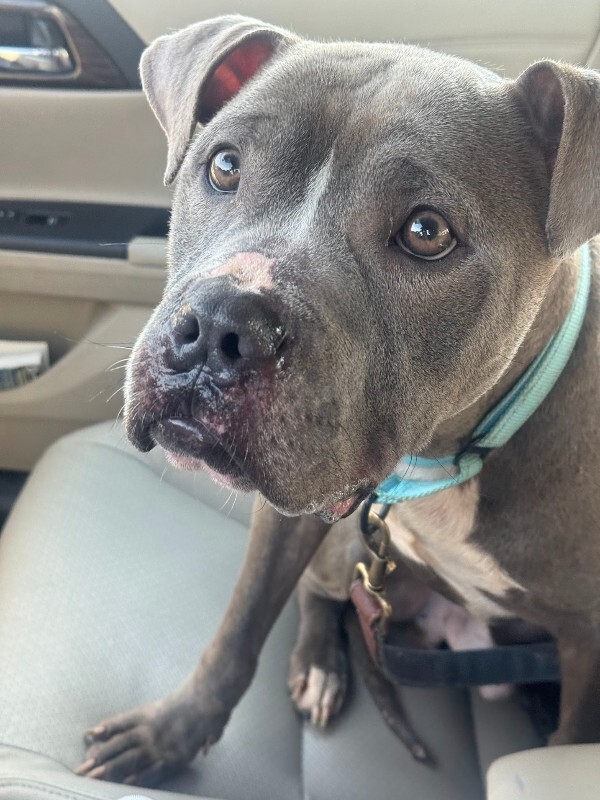 View Marlow the Dog Photo #13