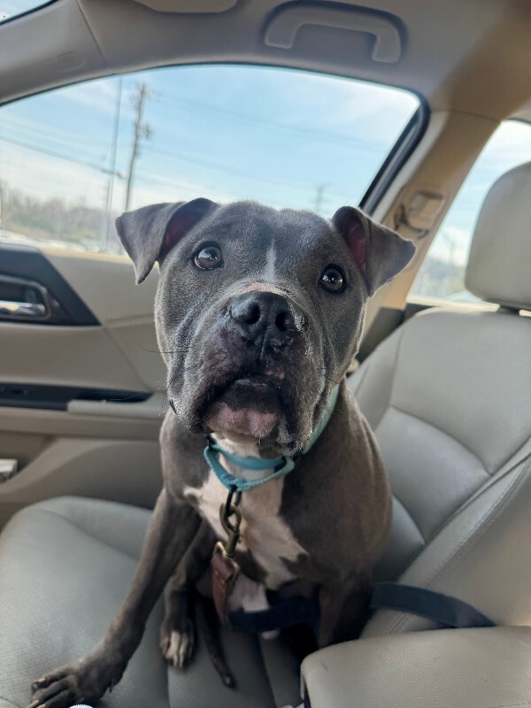 View Marlow the Dog Photo #11