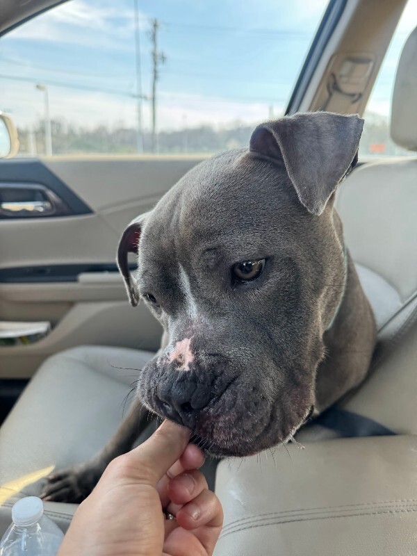 View Marlow the Dog Photo #9