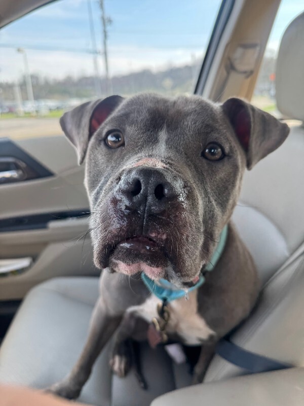 View Marlow the Dog Photo #7