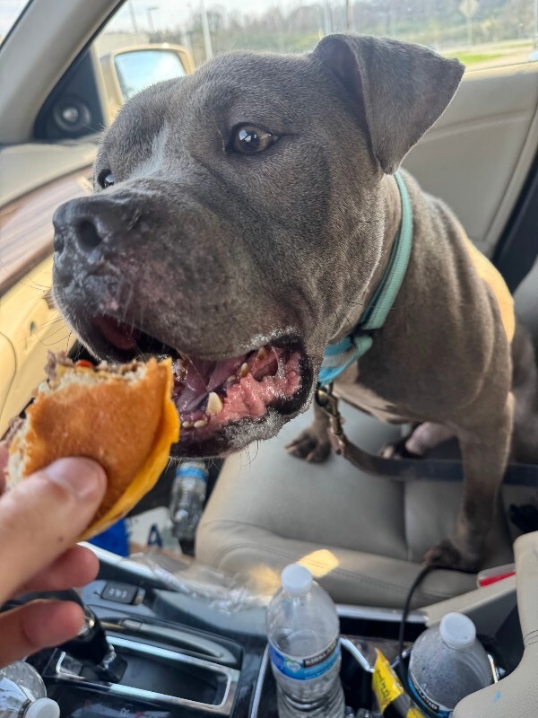 View Marlow the Dog Photo #8