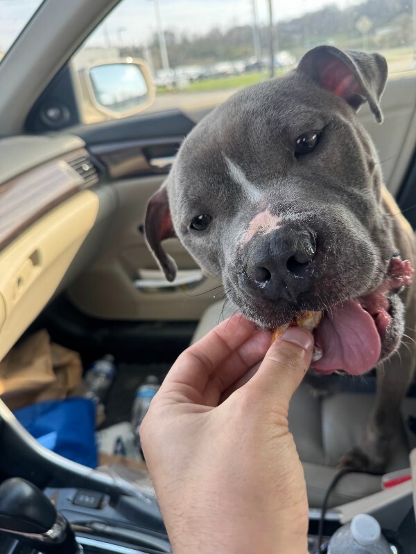 View Marlow the Dog Photo #10