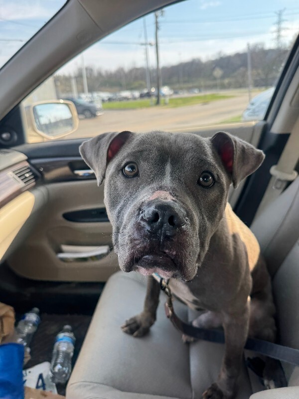 View Marlow the Dog Photo #12