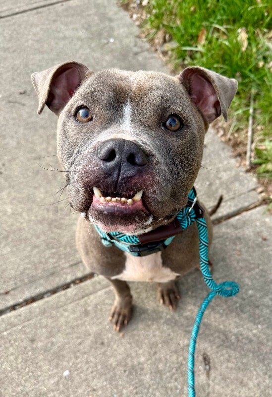 View Marlow the Dog Photo #6