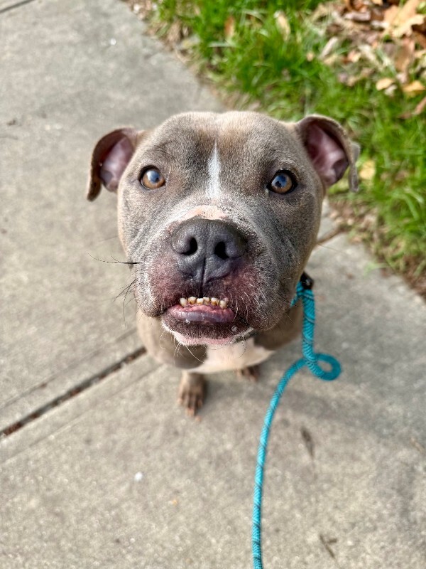 View Marlow the Dog Photo #5