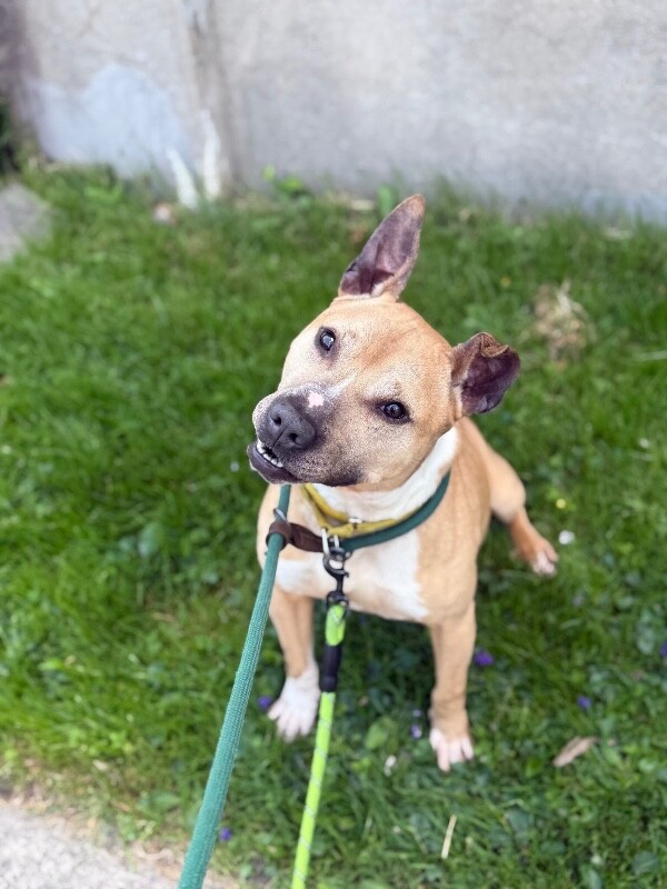 Learn More About Austin Austin - Dog