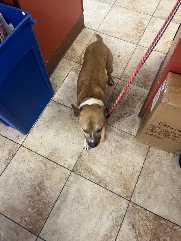 View Austin the Dog Photo #4