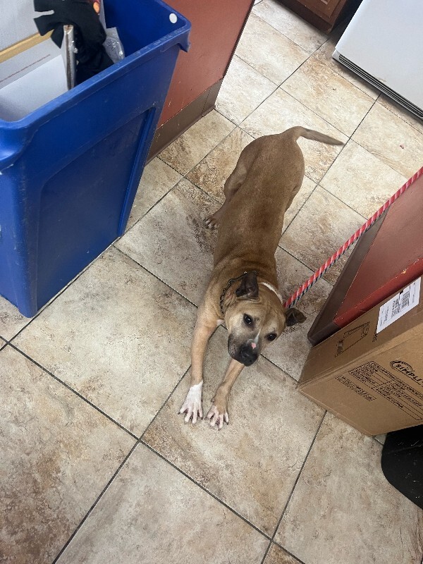 View Austin the Dog Photo #2