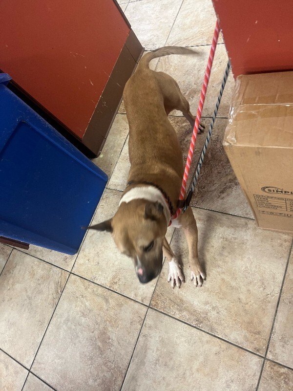 View Austin the Dog Photo #3