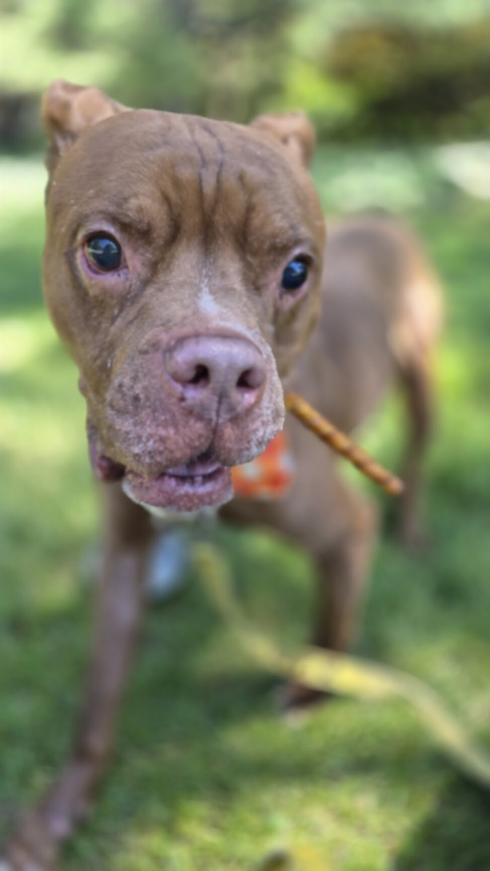 View Gucci the Dog Photo #6