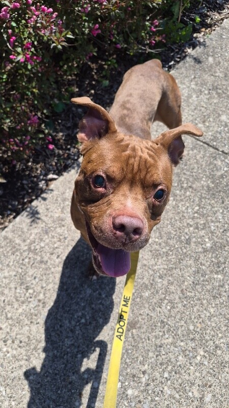 View Gucci the Dog Photo #10