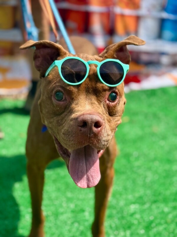 View Gucci the Dog Photo #4