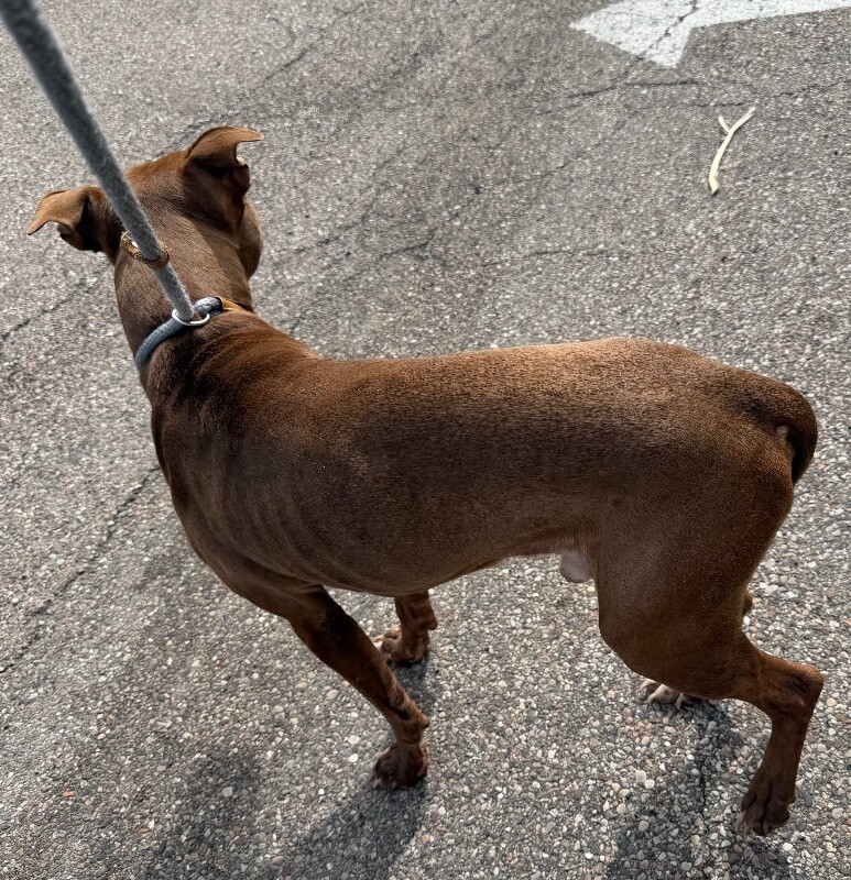 View Gucci the Dog Photo #4