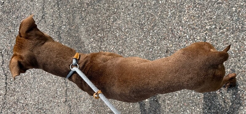 View Gucci the Dog Photo #3