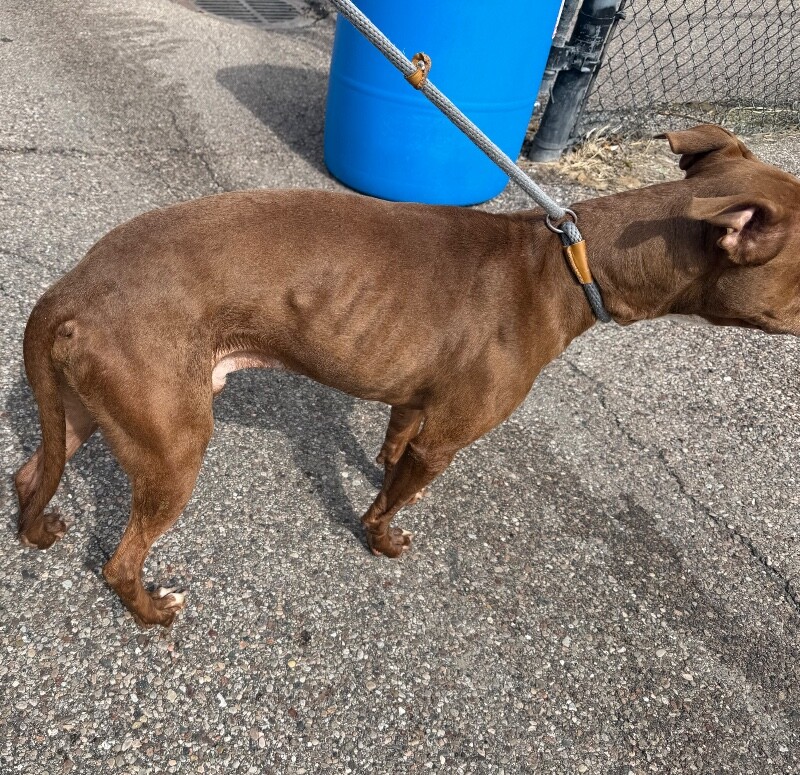 View Gucci the Dog Photo #2