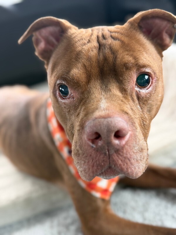 View Gucci the Dog Photo #15