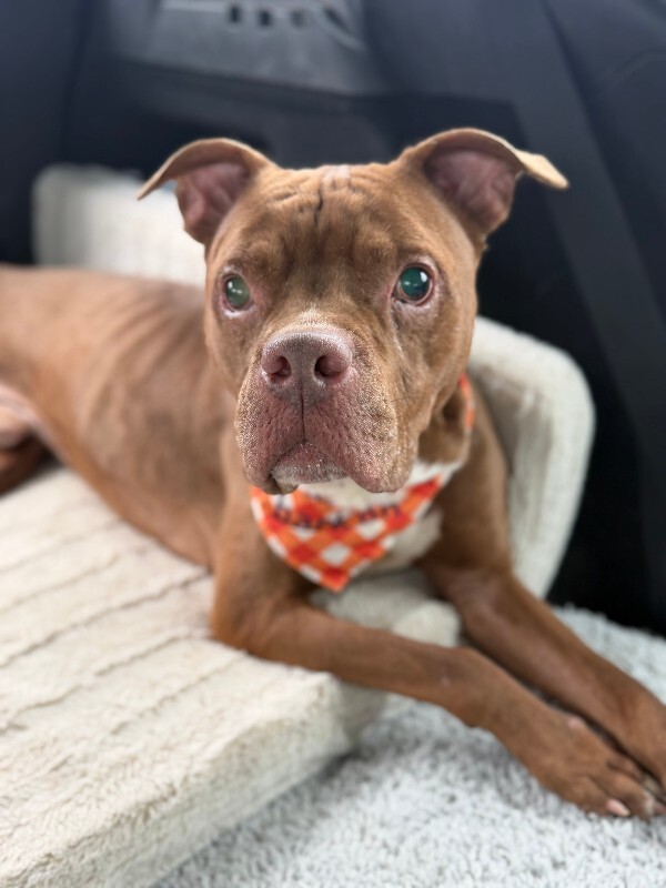 View Gucci the Dog Photo #14