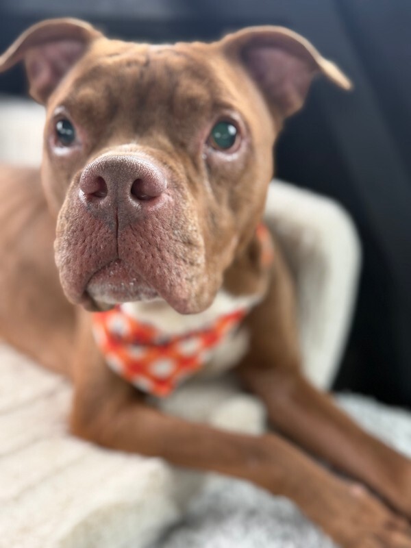 View Gucci the Dog Photo #13