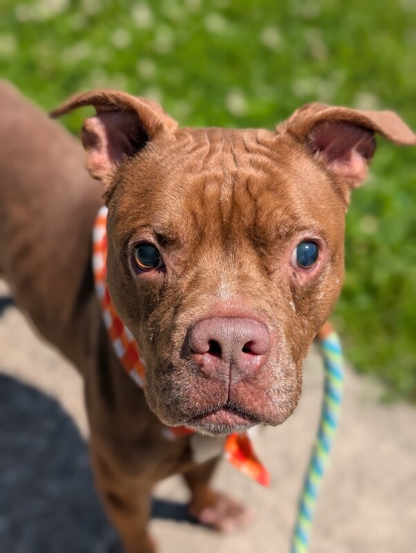 View Gucci the Dog Photo #8
