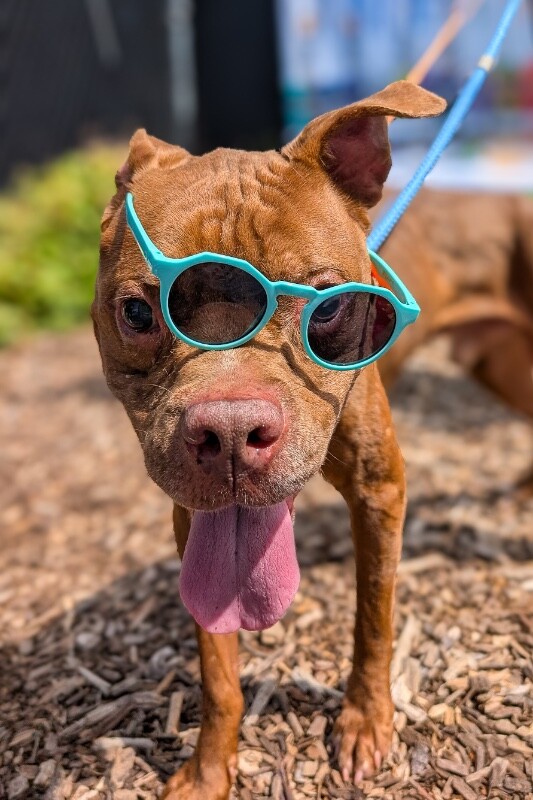 View Gucci the Dog Photo #2