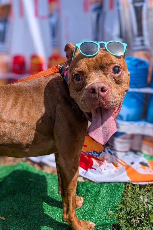 View Gucci the Dog Photo #13