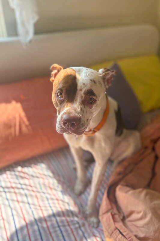 View Baby Girl the Dog Photo #7