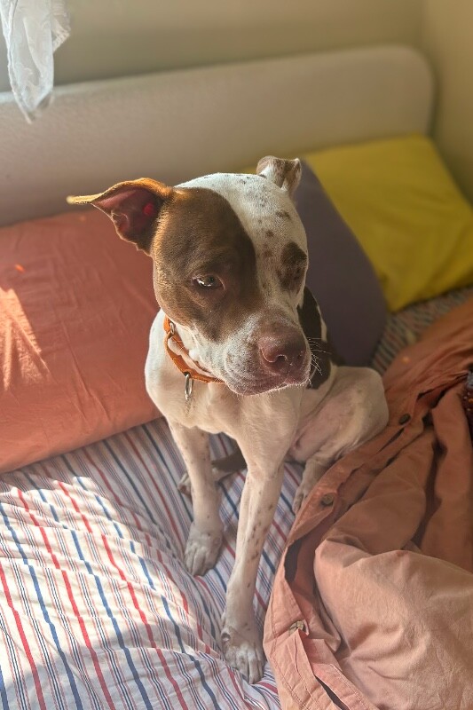 View Baby Girl the Dog Photo #6