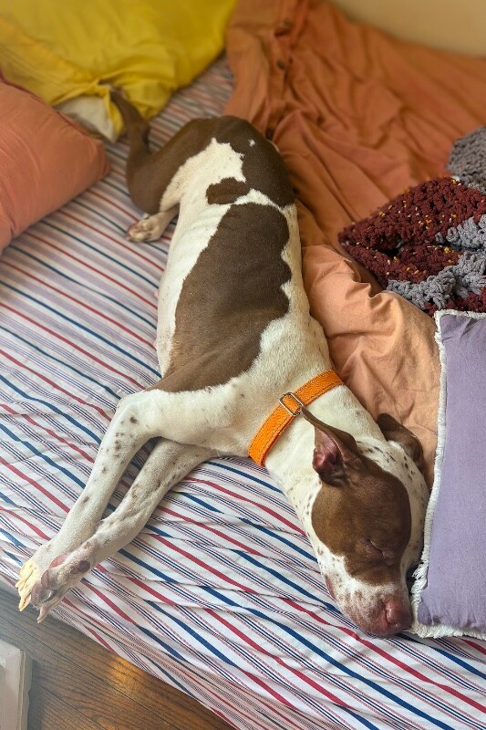 View Baby Girl the Dog Photo #8