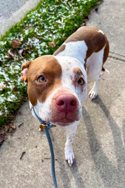 View Baby Girl the Dog Photo #2