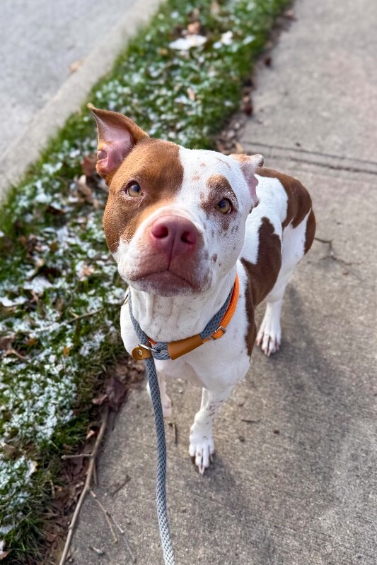 View Baby Girl the Dog Photo #3