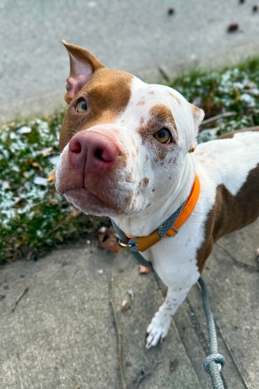 View Baby Girl the Dog Photo #4