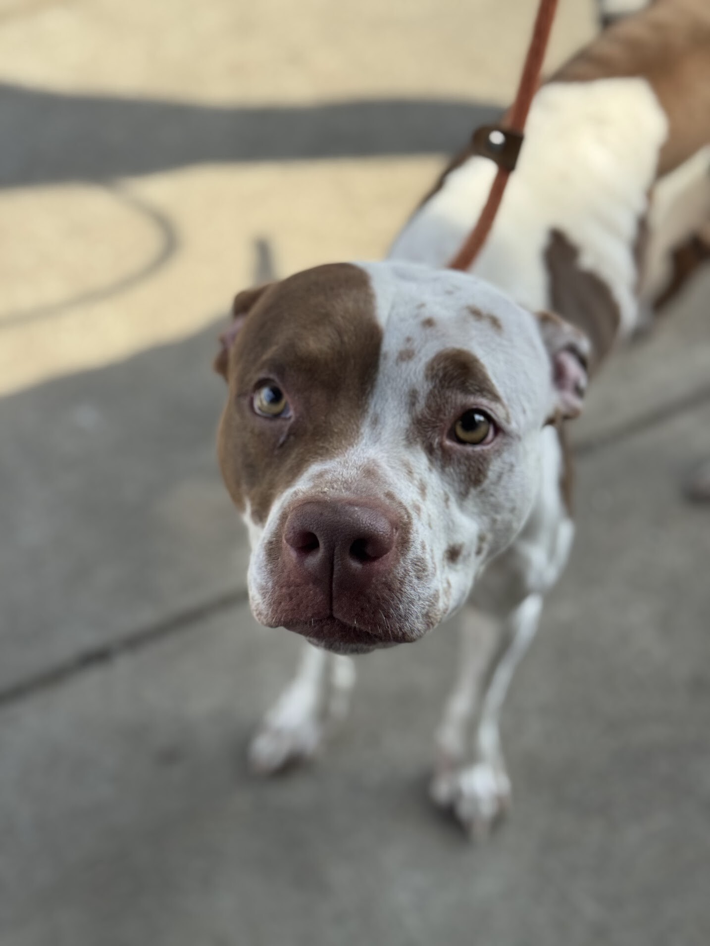 View Baby Girl the Dog Photo #5