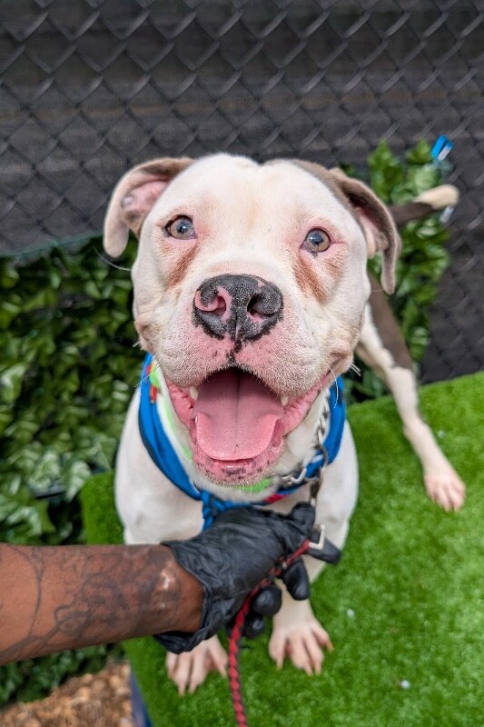 View Offset the Dog Photo #3