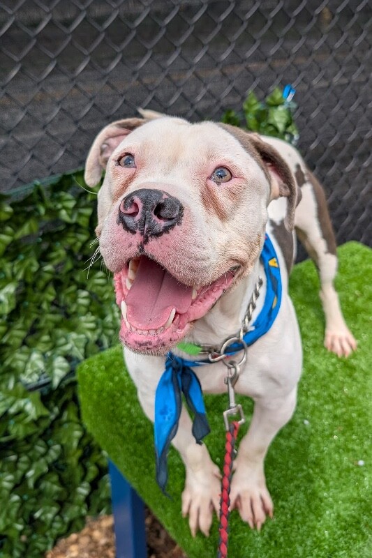 View Offset the Dog Photo #4