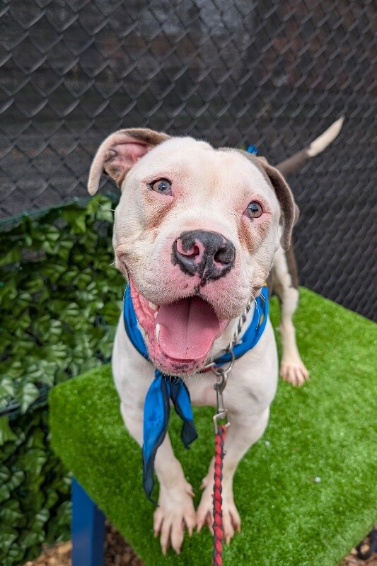 View Offset the Dog Photo #2