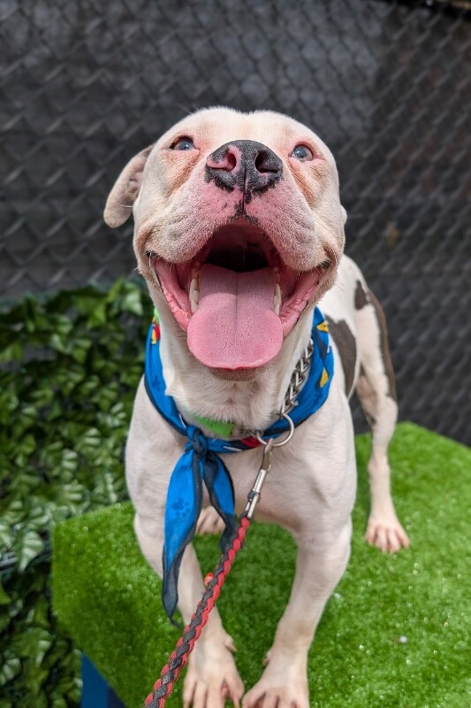 View Offset the Dog Photo #5