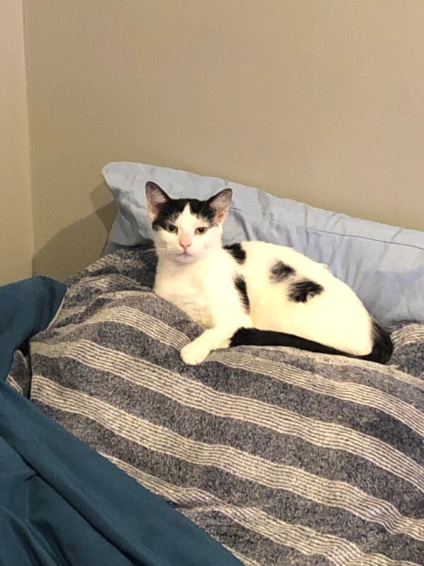 View Chloe the Cat Photo #2