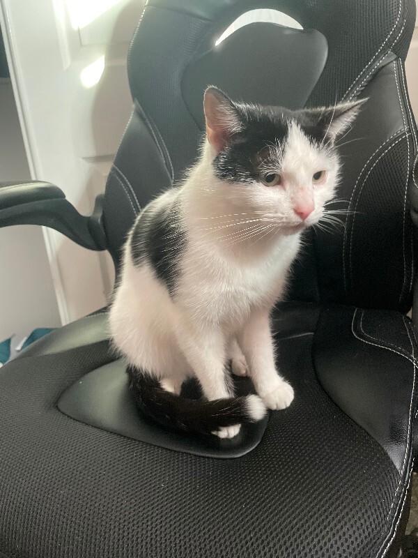 View Chloe the Cat Photo #3