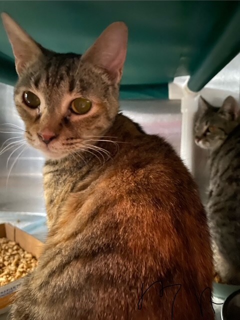 View Sandy the Cat Photo #2