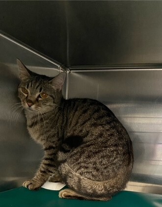 View Mandy the Cat Photo #2