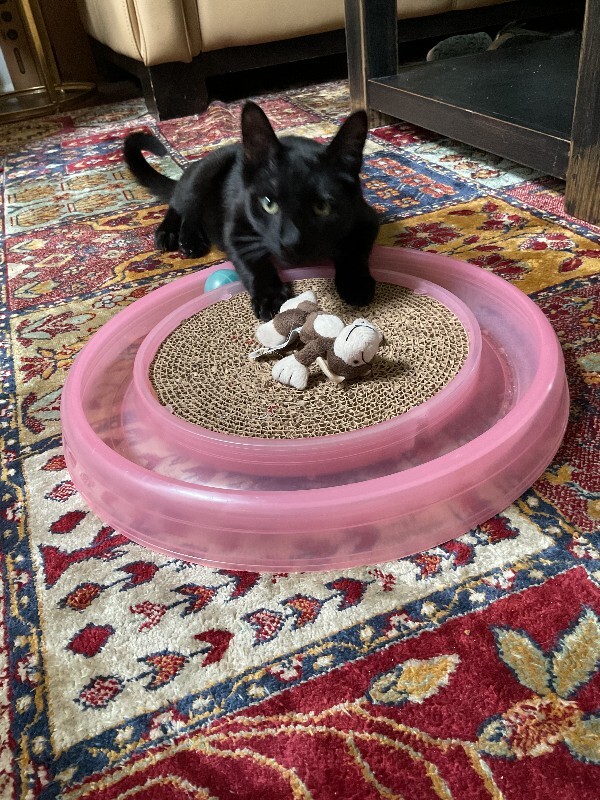 View Honey Badger the Cat Photo #5