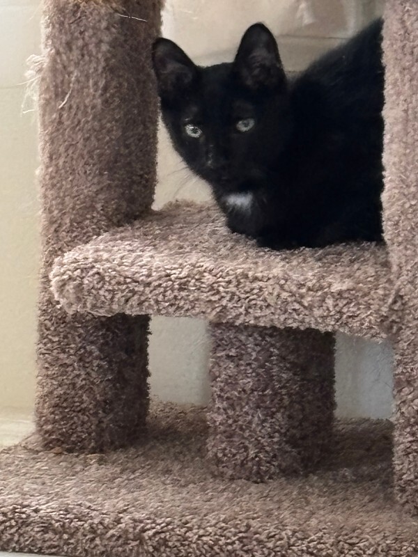 View Honey Badger the Cat Photo #3