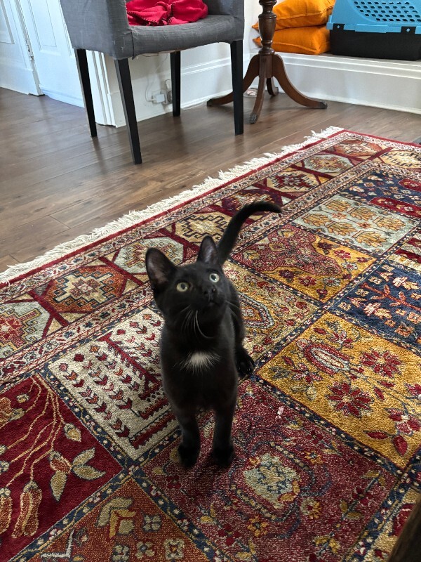 View Honey Badger the Cat Photo #4