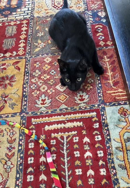 View Honey Badger the Cat Photo #2