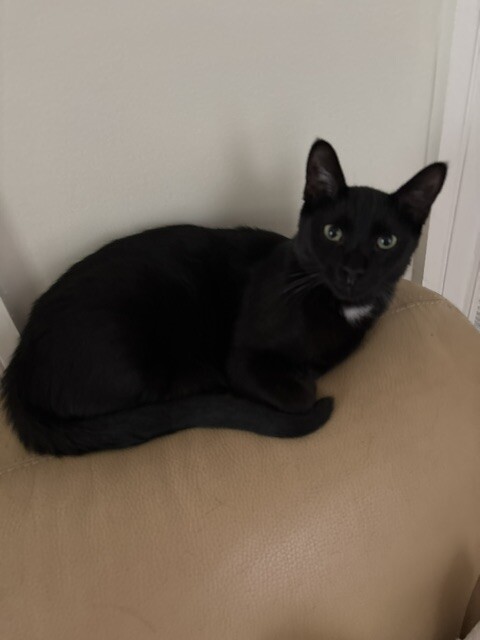 View Honey Badger the Cat Photo #7