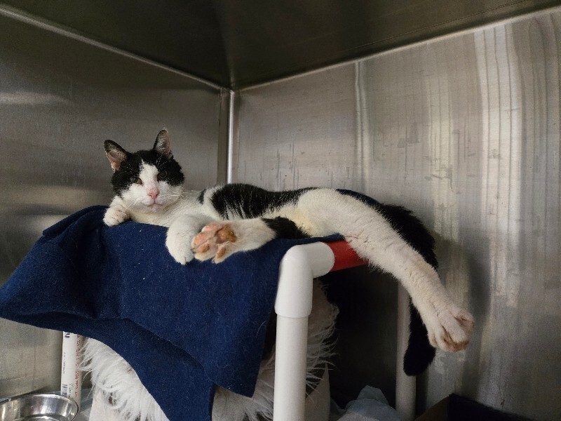 View Hurricane the Cat Photo #3