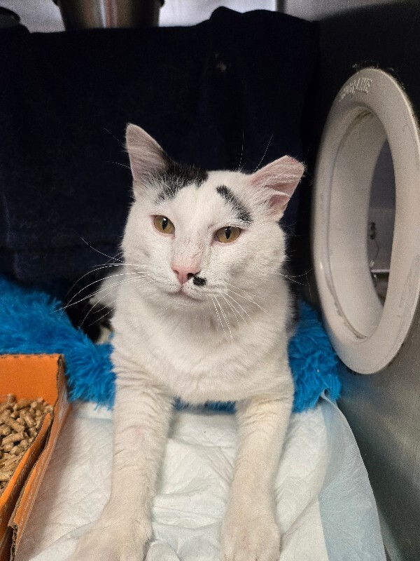 View Gondolo the Cat Photo #3